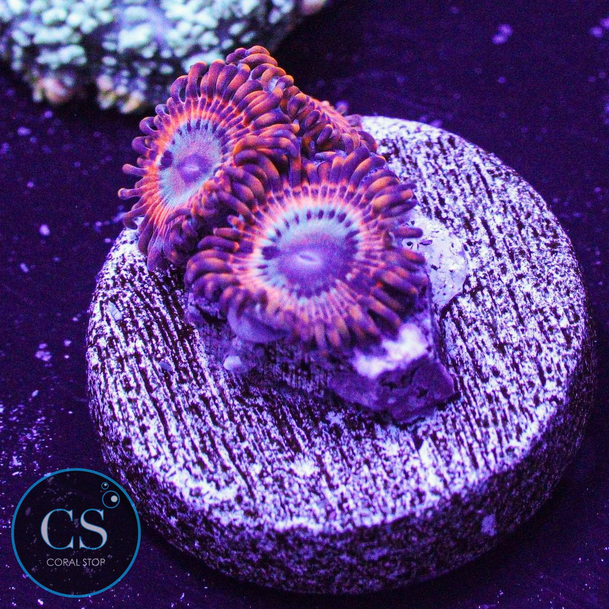 Utter Peace Zoa