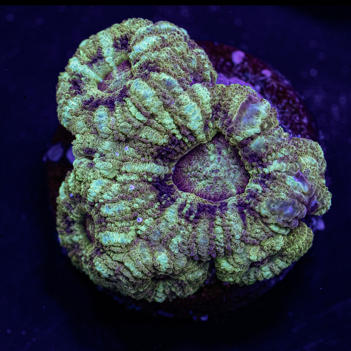 Splattered Mime Asian Acan