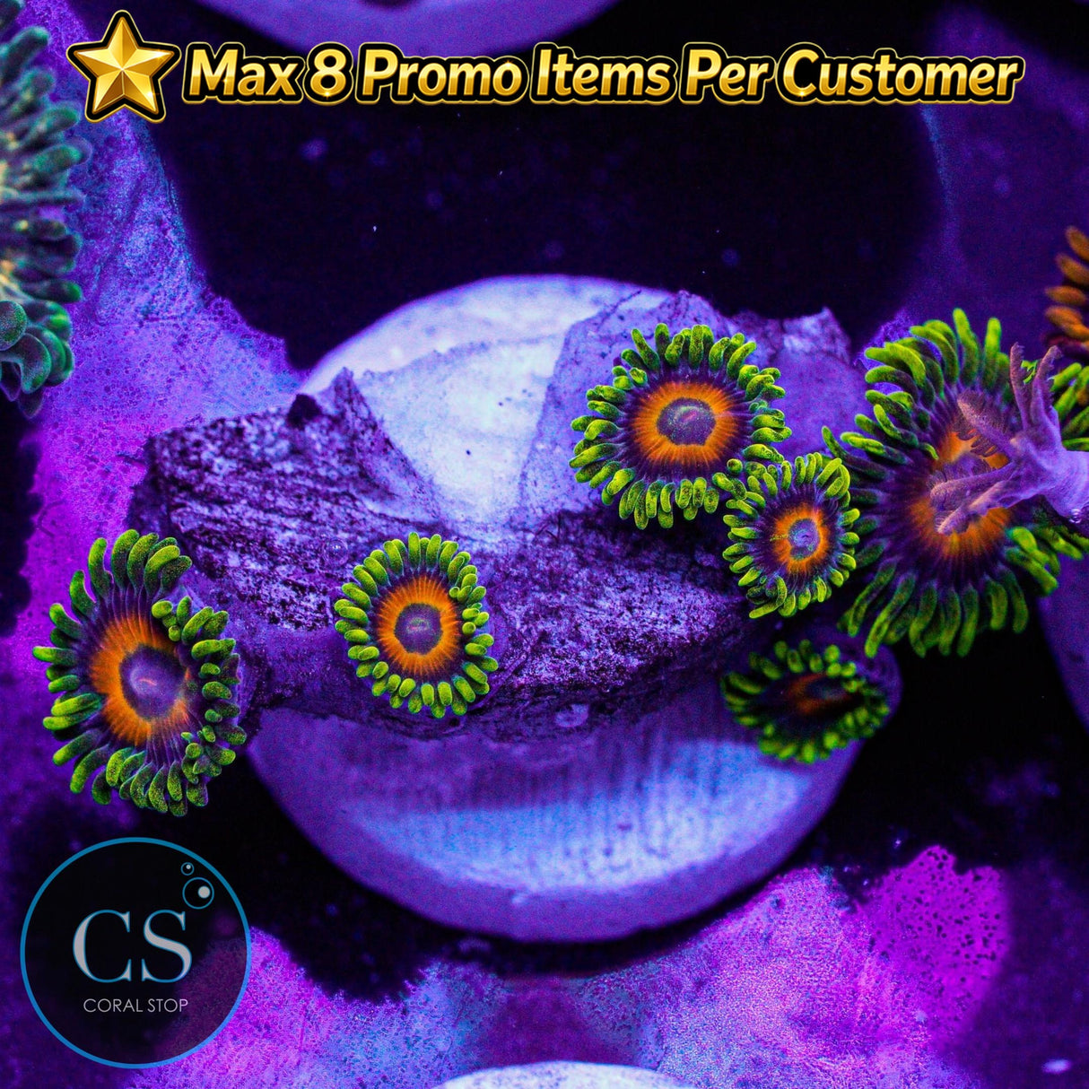 Eagle Eye Zoa