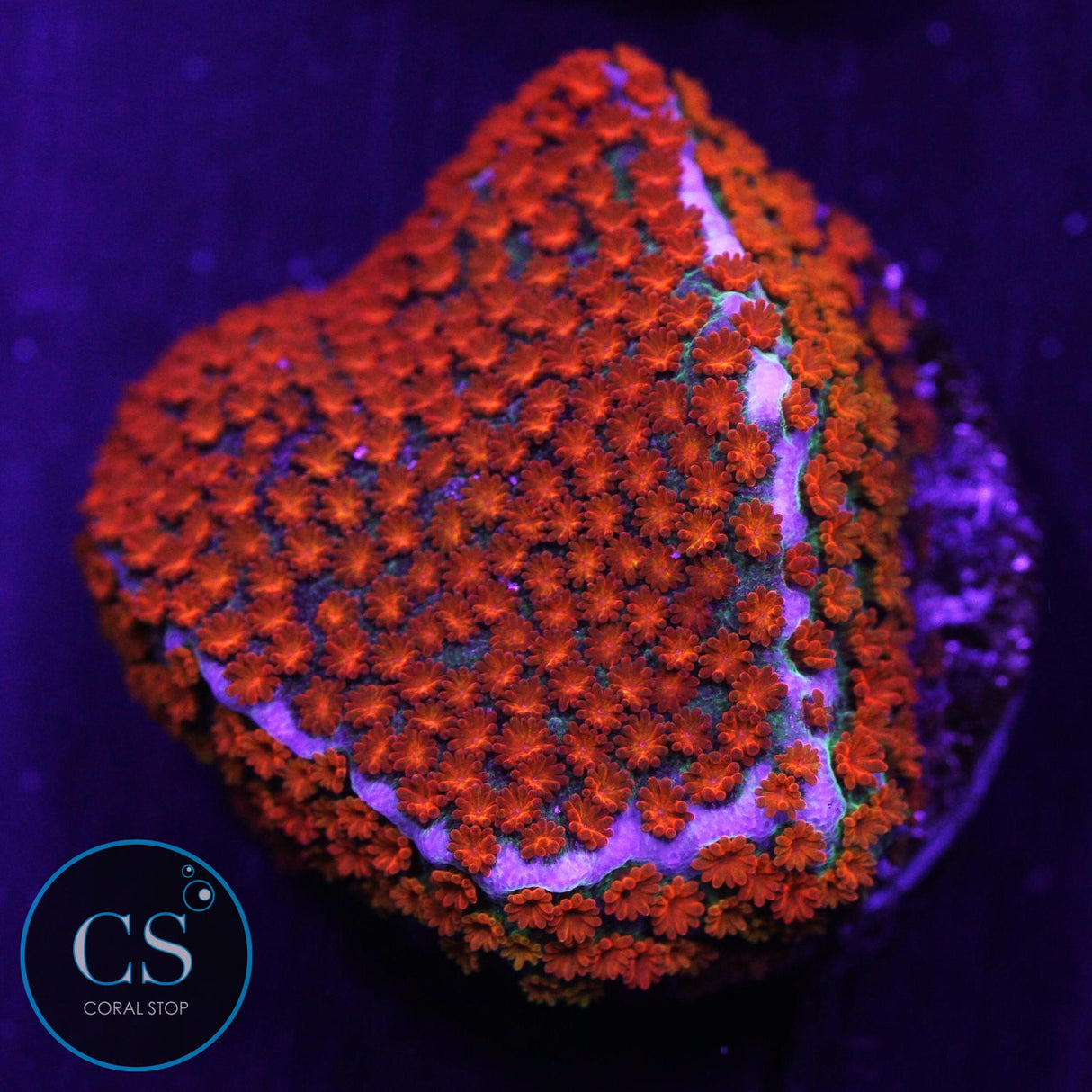 JF Fruity Pebbles Montipora