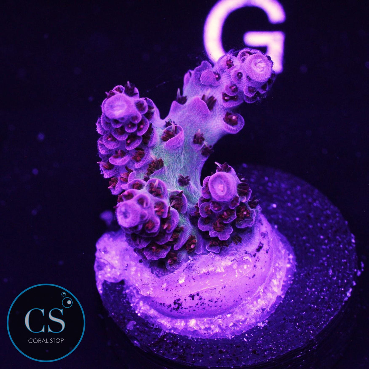 TSA Princess Peach Acro