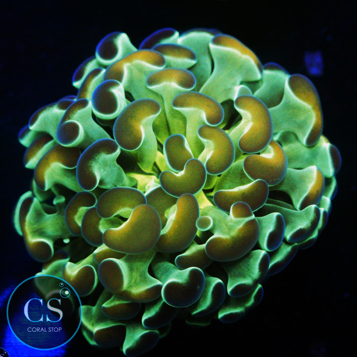 OG HOLOGRAM HAMMER