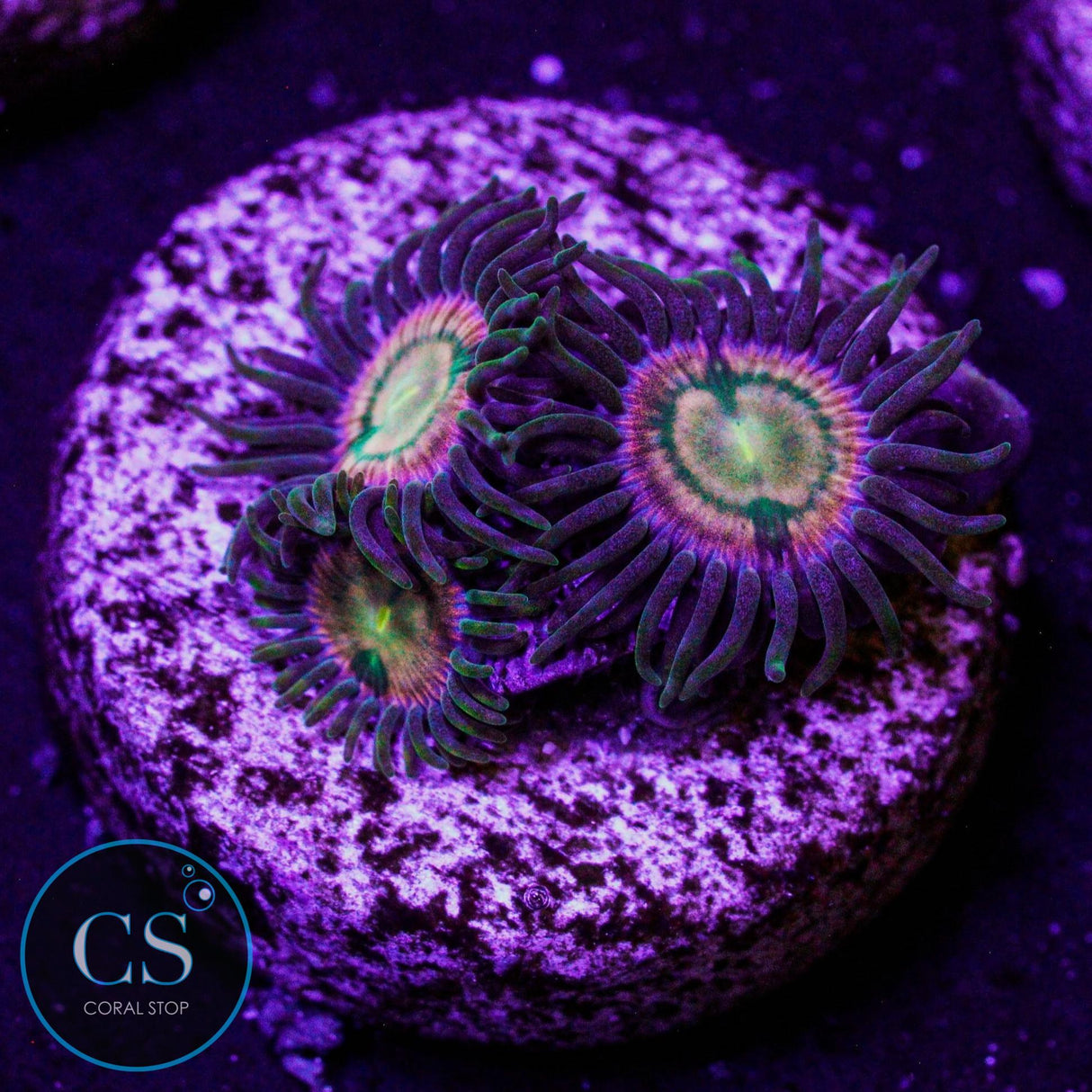 RR Kraken Zoa