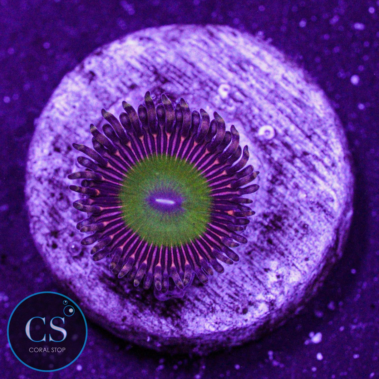 Candy Apple Pink Zoa