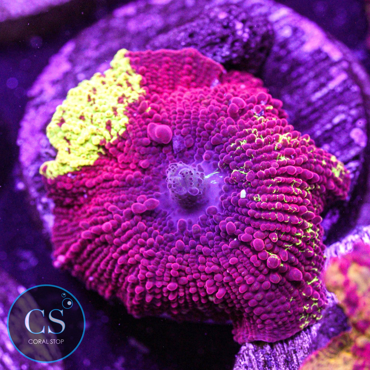 Eclectus Jawbreaker Mushroom