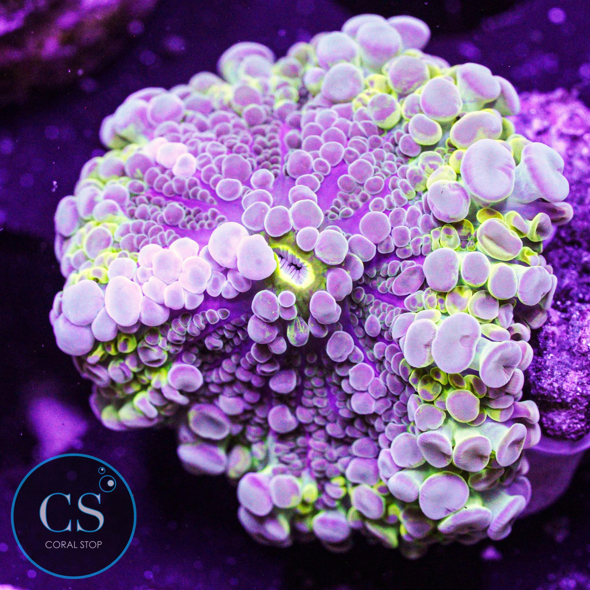 Electric Malaysian Yuma Mushroom