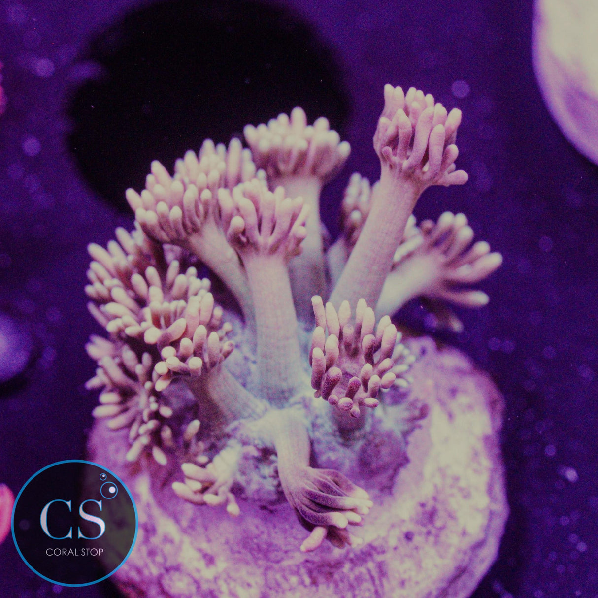CS Bubblicious Goni