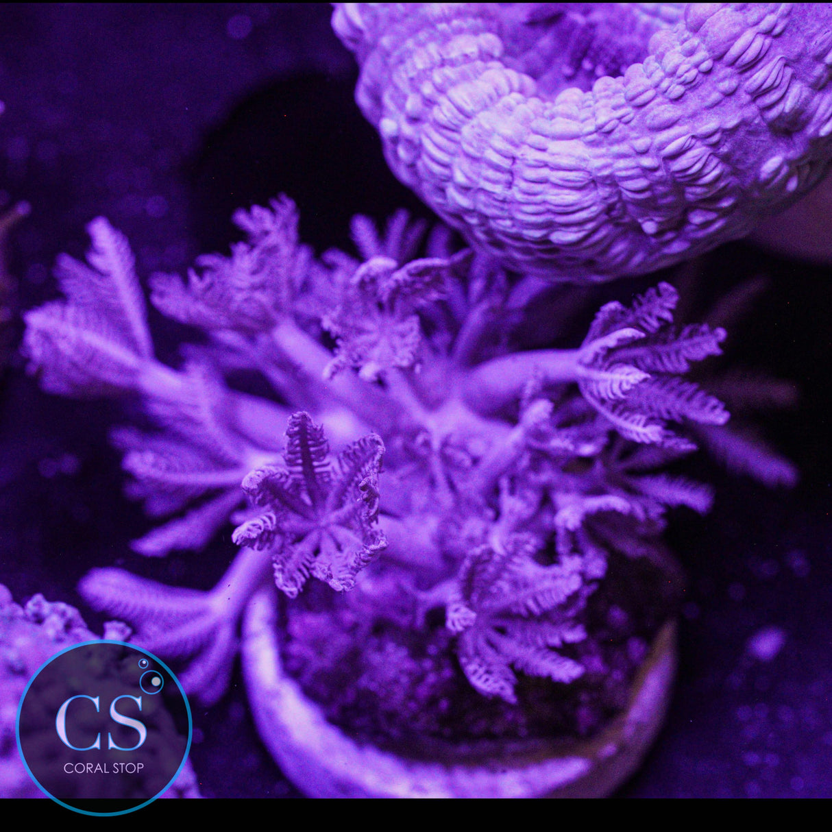 Pulsing Xenia