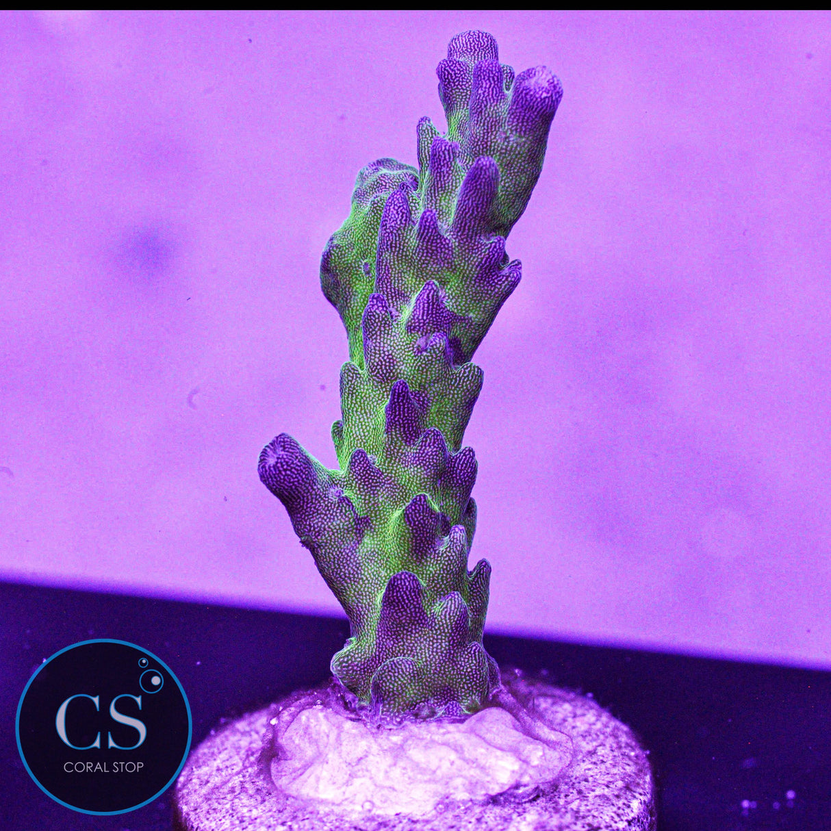 WWC Twig & Vine Acro