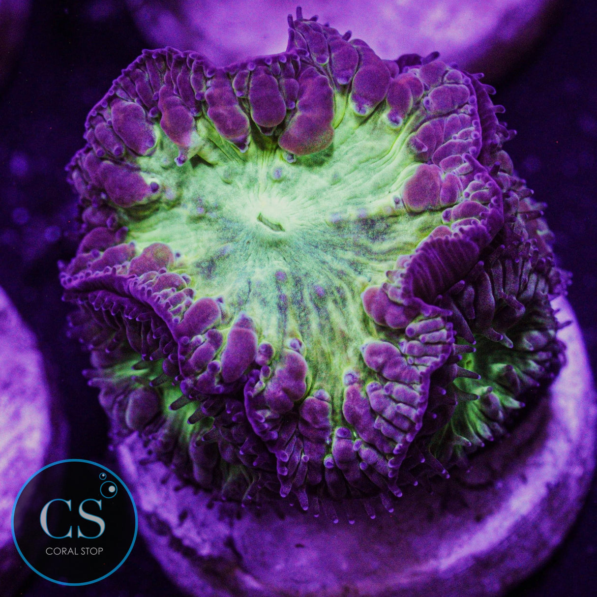 CS City Pulse Blastomussa