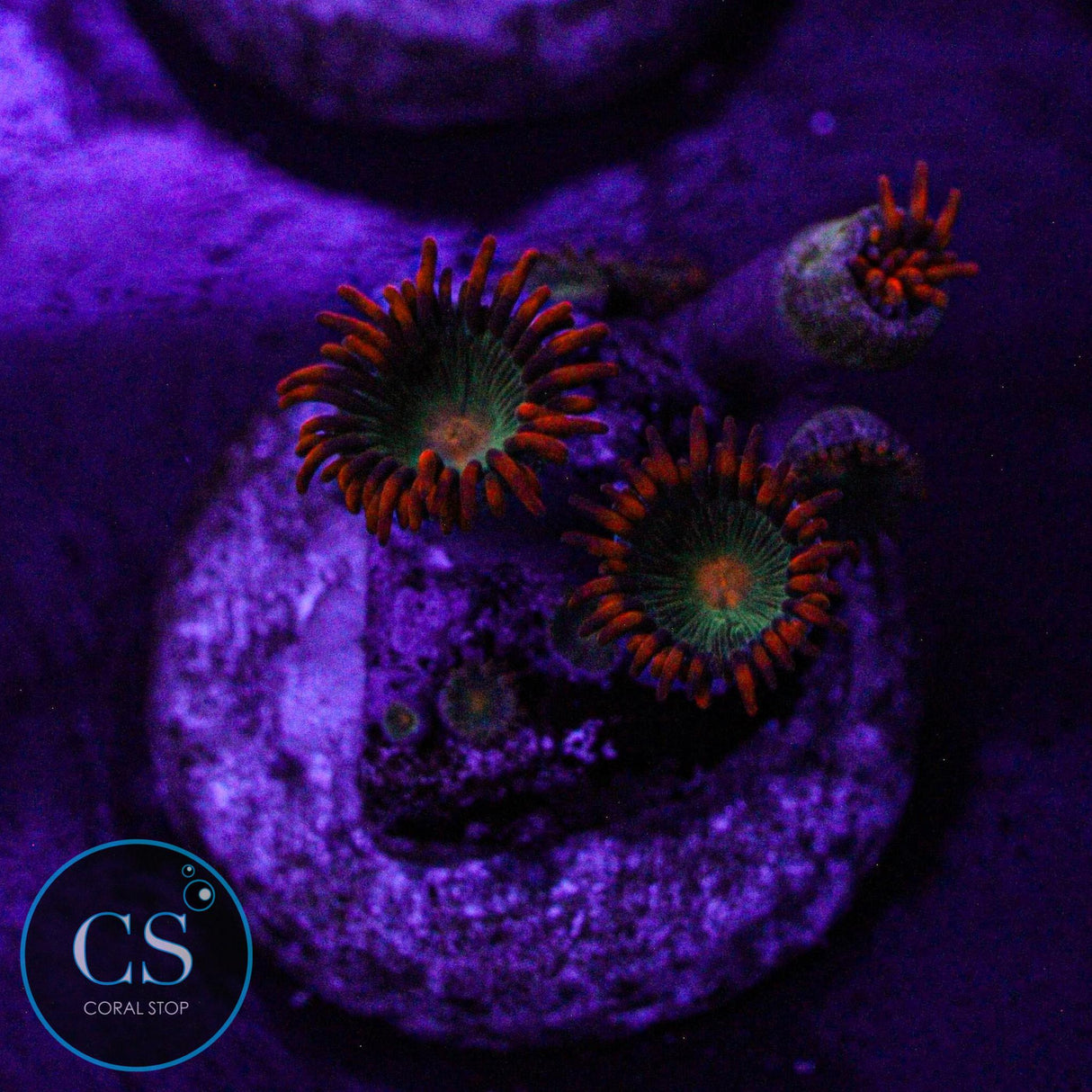 Gatorade Zoa