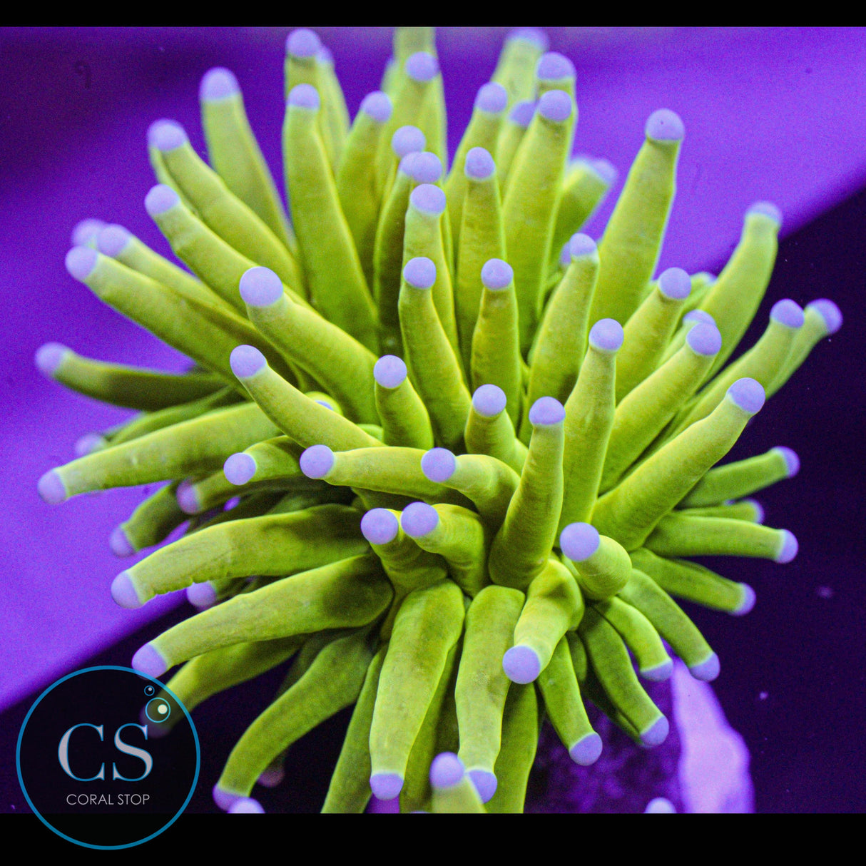 Blue Tip Holy Grail Torch