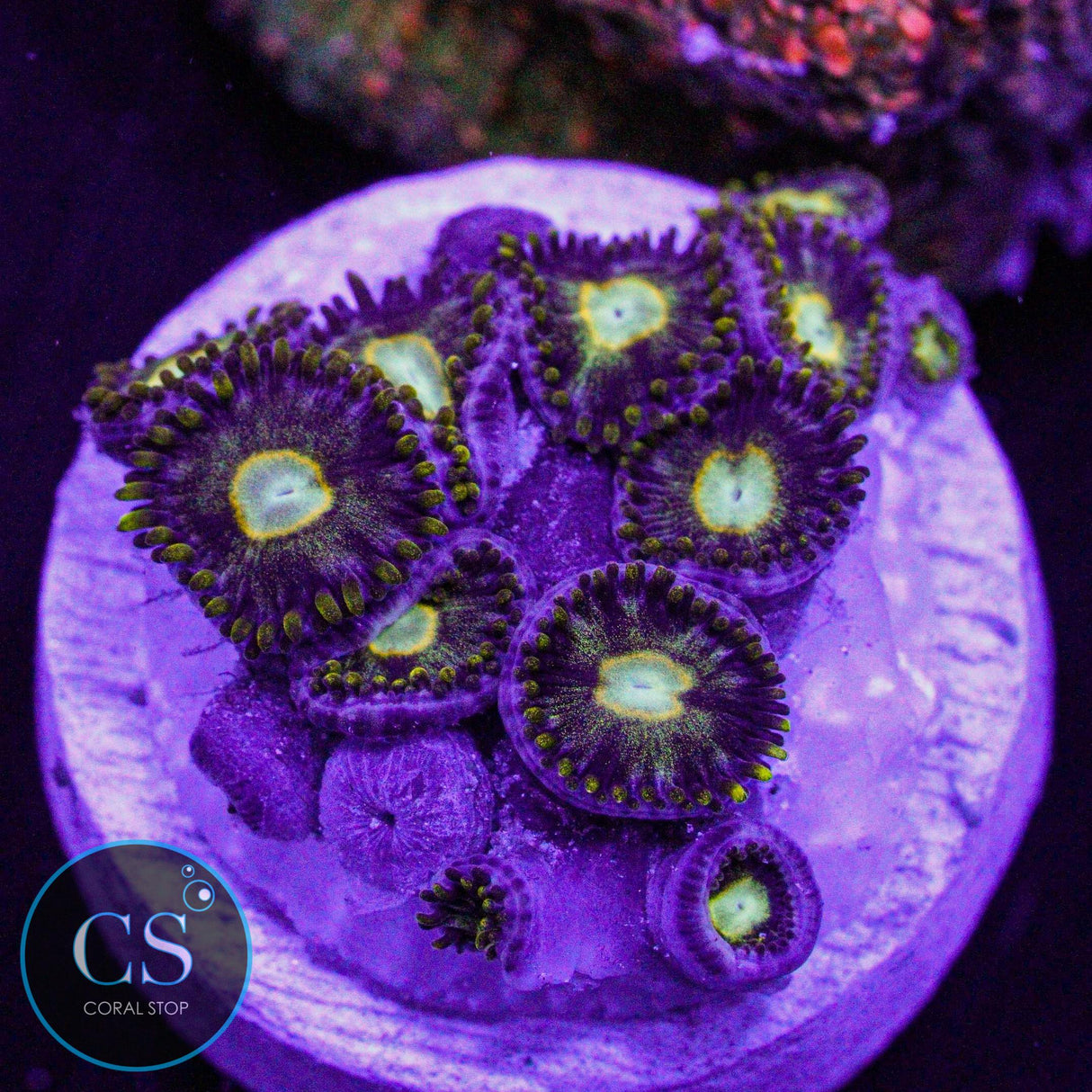 Murder Hornet Zoa