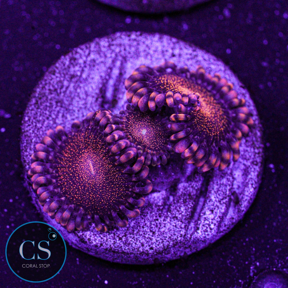 Orange Death Star Zoa