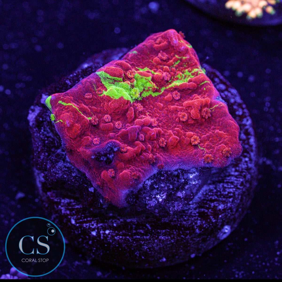 WWC Grafted Montipora