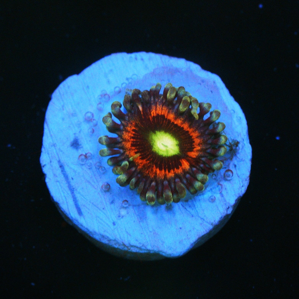 PINK RING OF DEATH ZOA