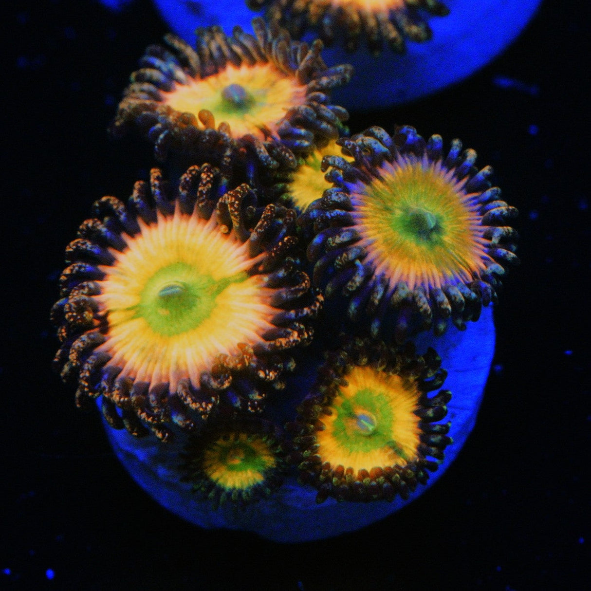 JF RAINBOW INFUSION ZOA