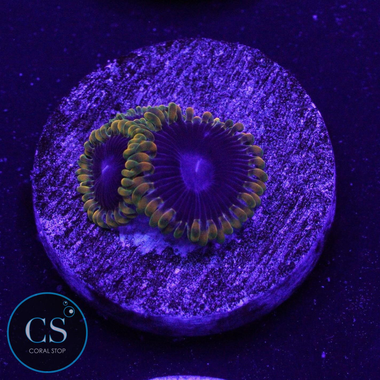 TSA WARP DRIVE ZOA