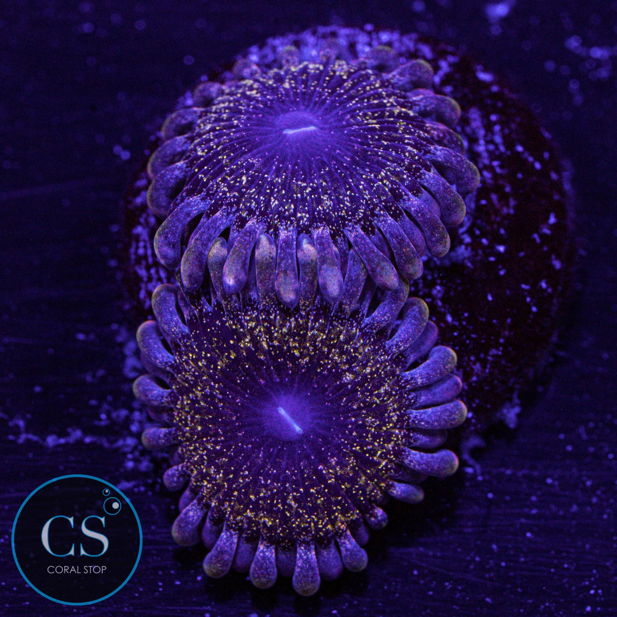 Soalr Circus Zoa