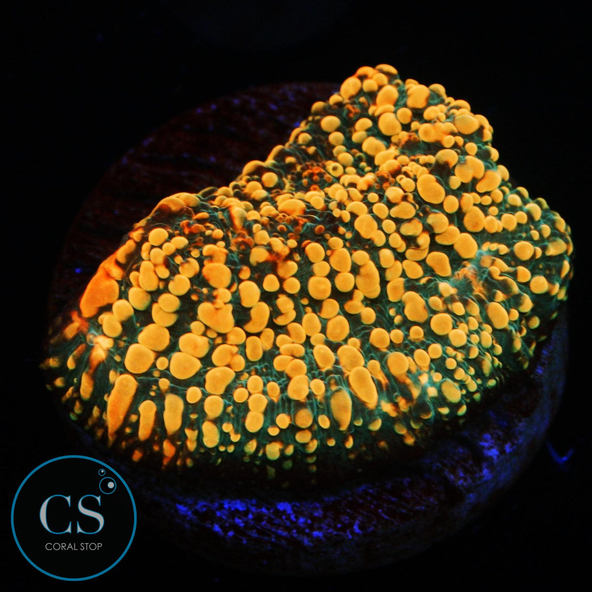 CC CLOUDBERRY CHALICE