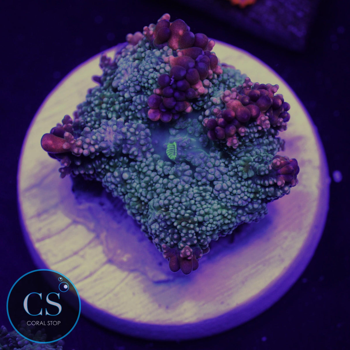 FRANKENSTEIN BOUNCE WILD MUSHROOM