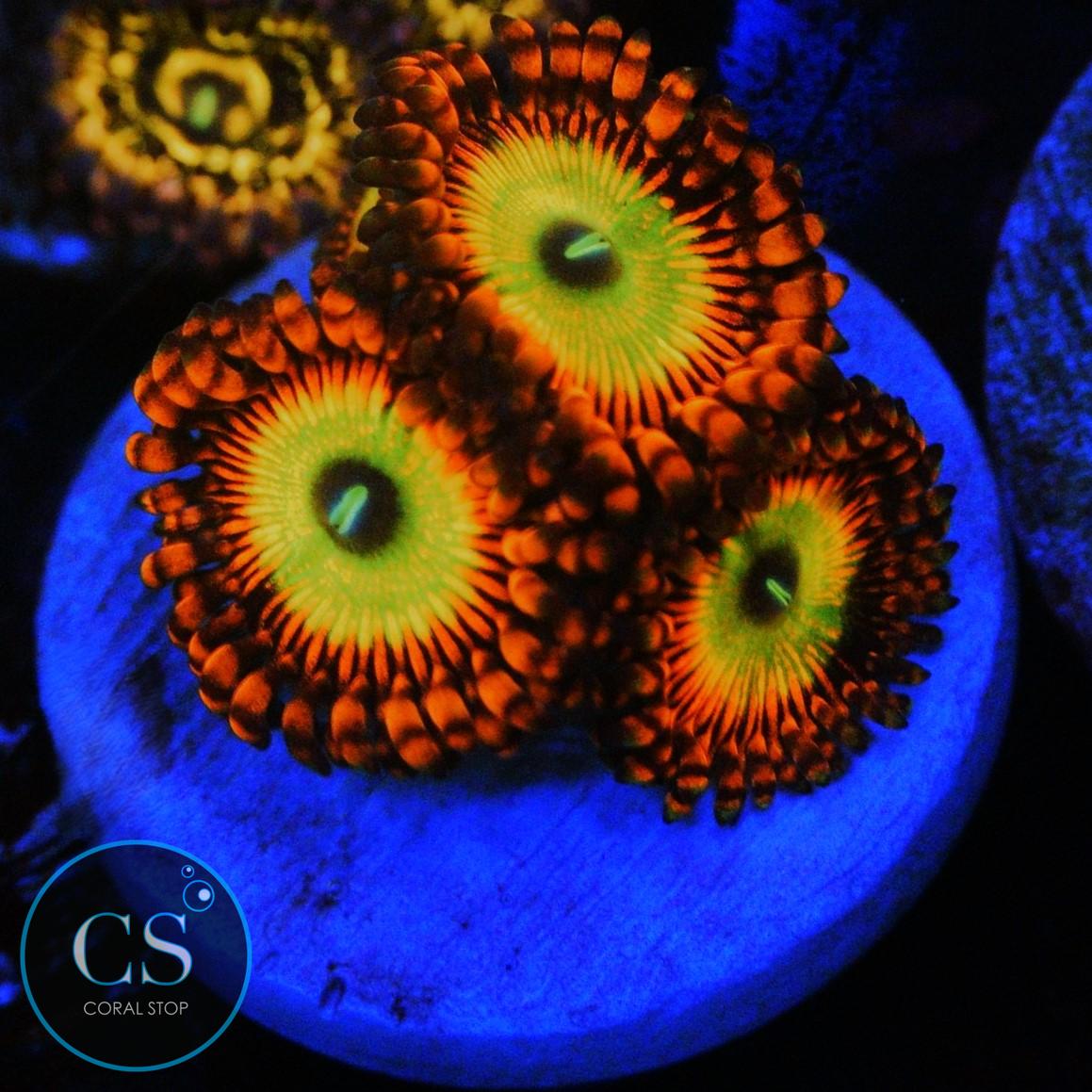 ULTRA BOWSER ZOAS