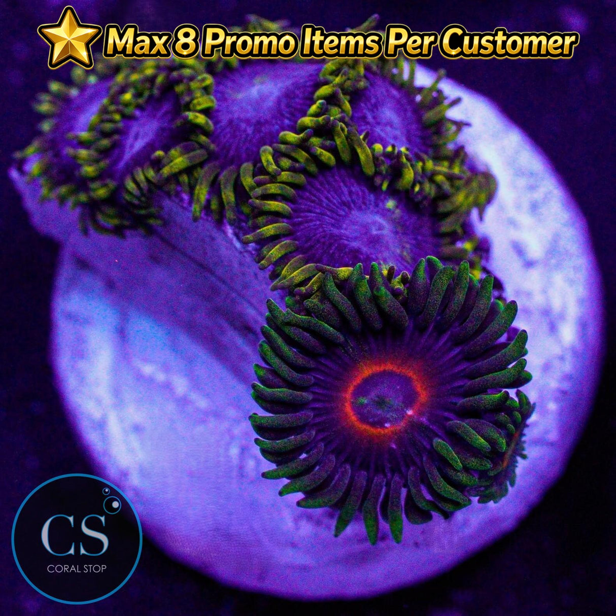 Combo Zoa