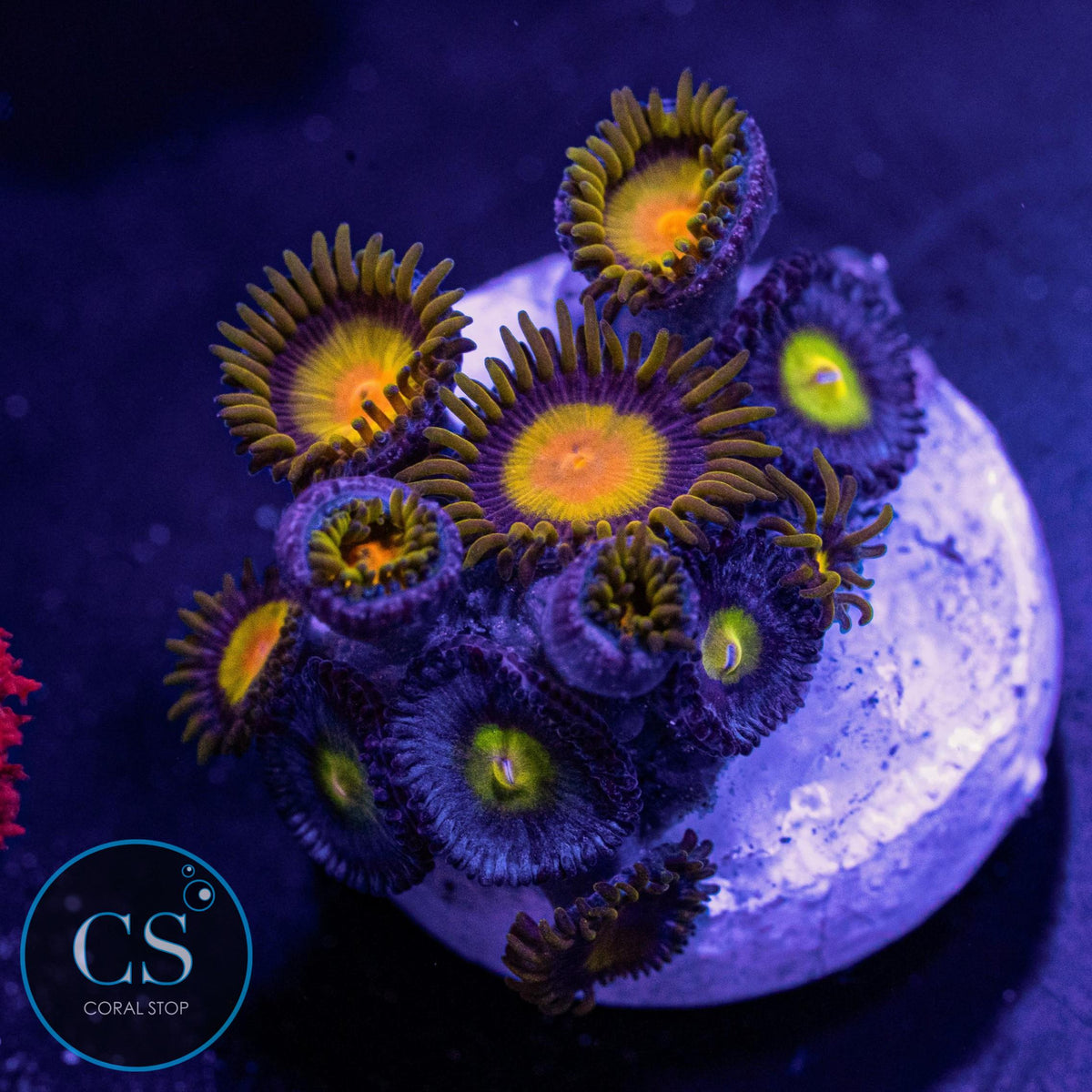 Combo Zoa