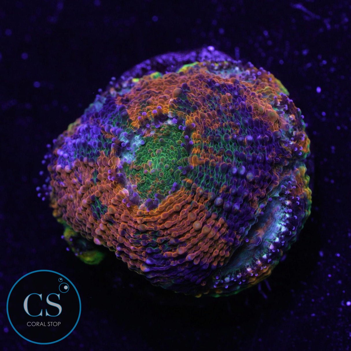 Bleeding Apple Acan Echinata