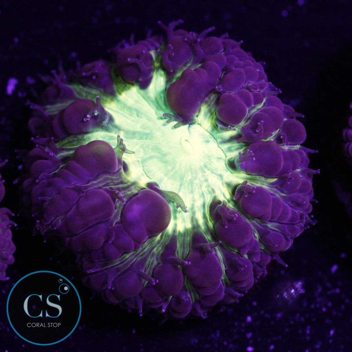 CS City Pulse Blastomussa