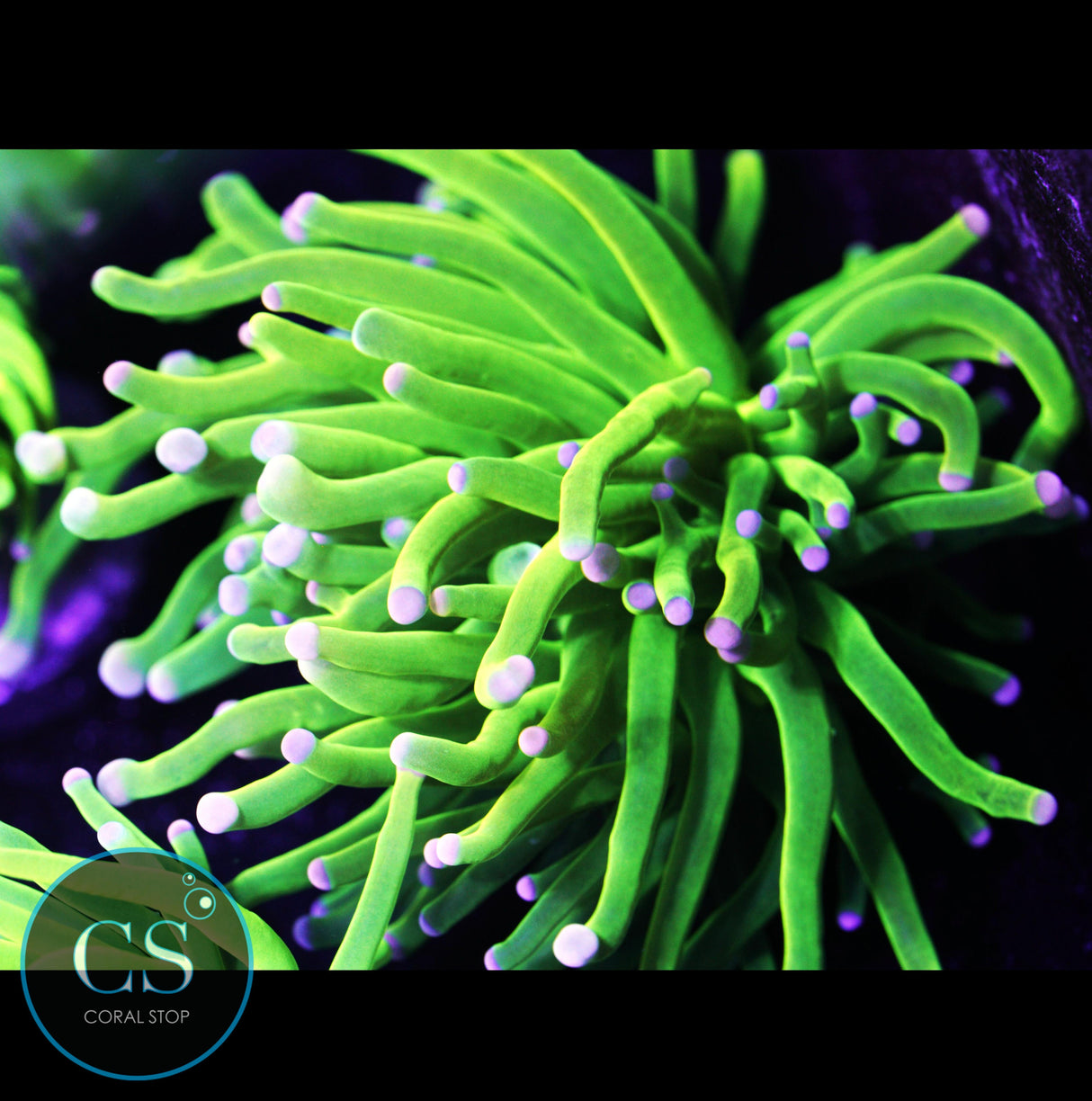 Pink Tip Holy Grail Torch