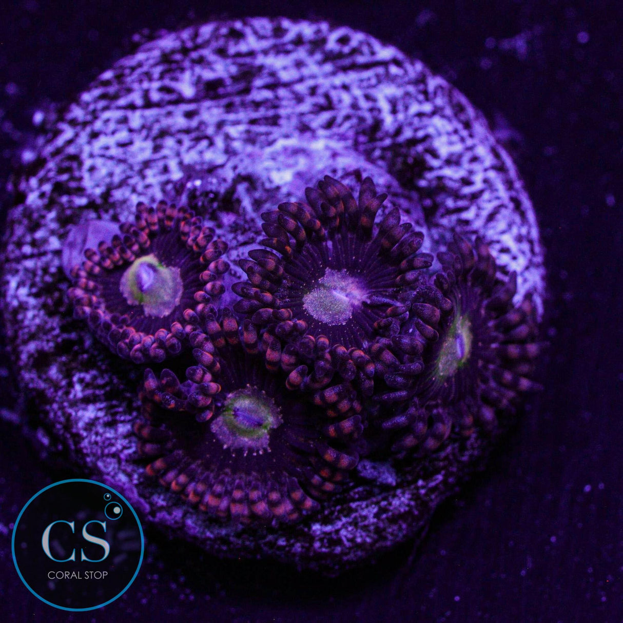 Carrot Top Zoa