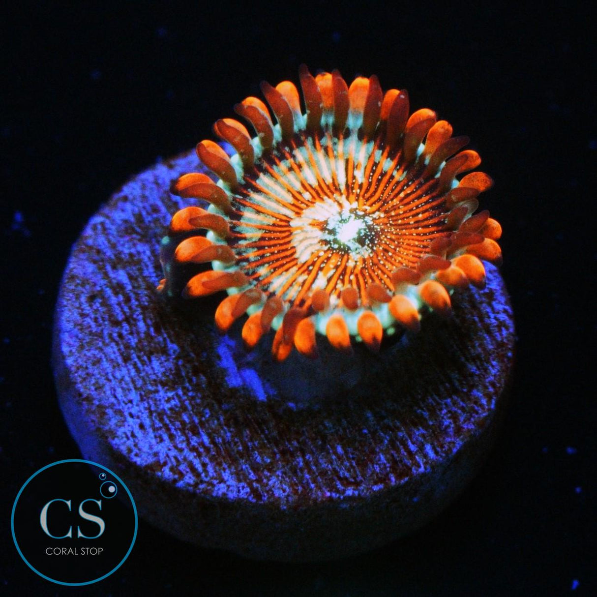 CB WHITE ZOMBIES ZOA