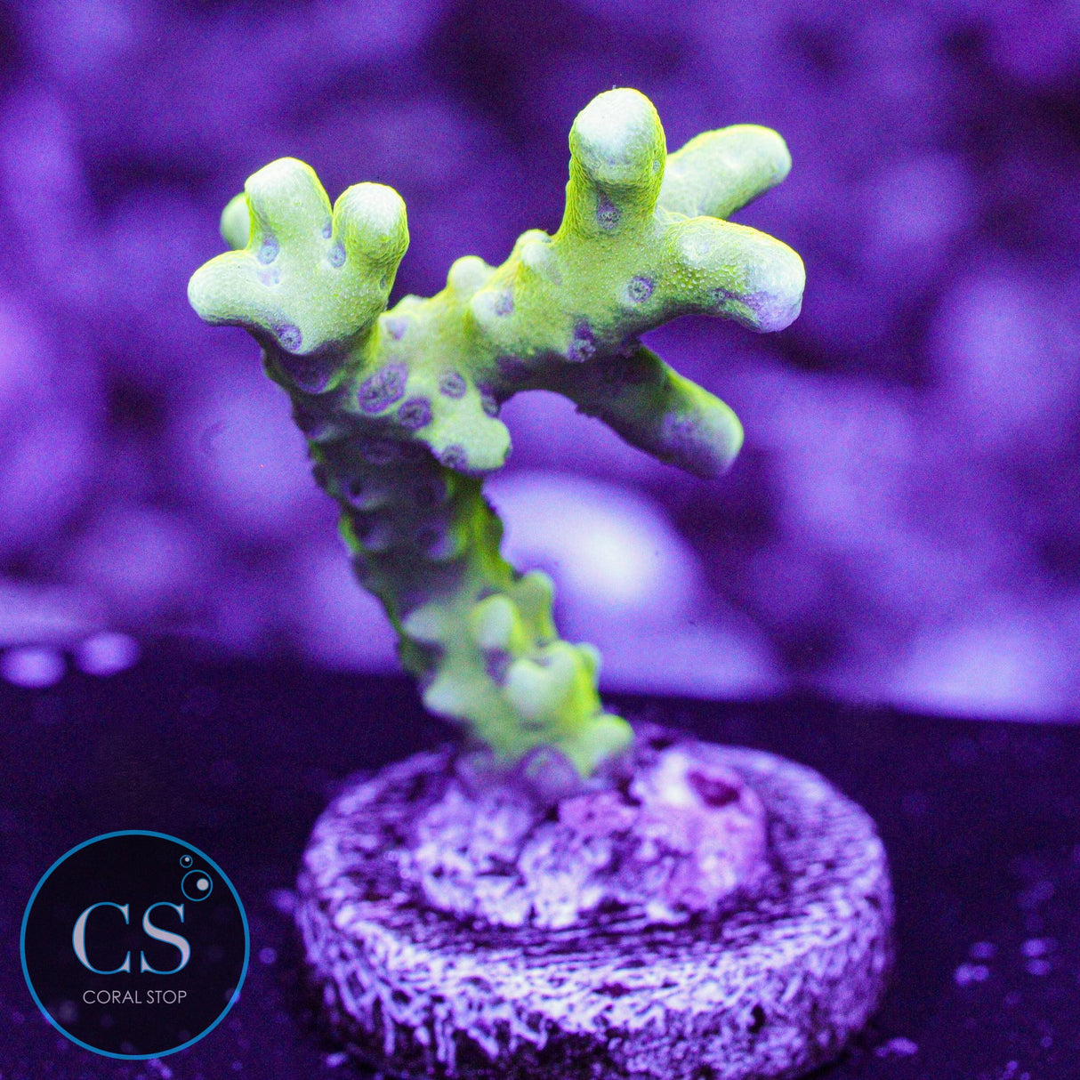 Goldenrod Anacropora