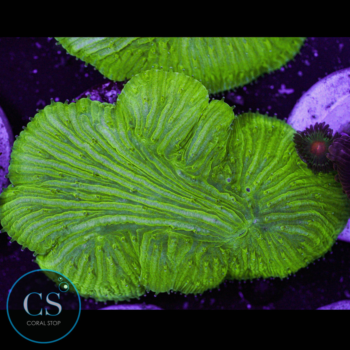 Kryptonite Diaseris Plate