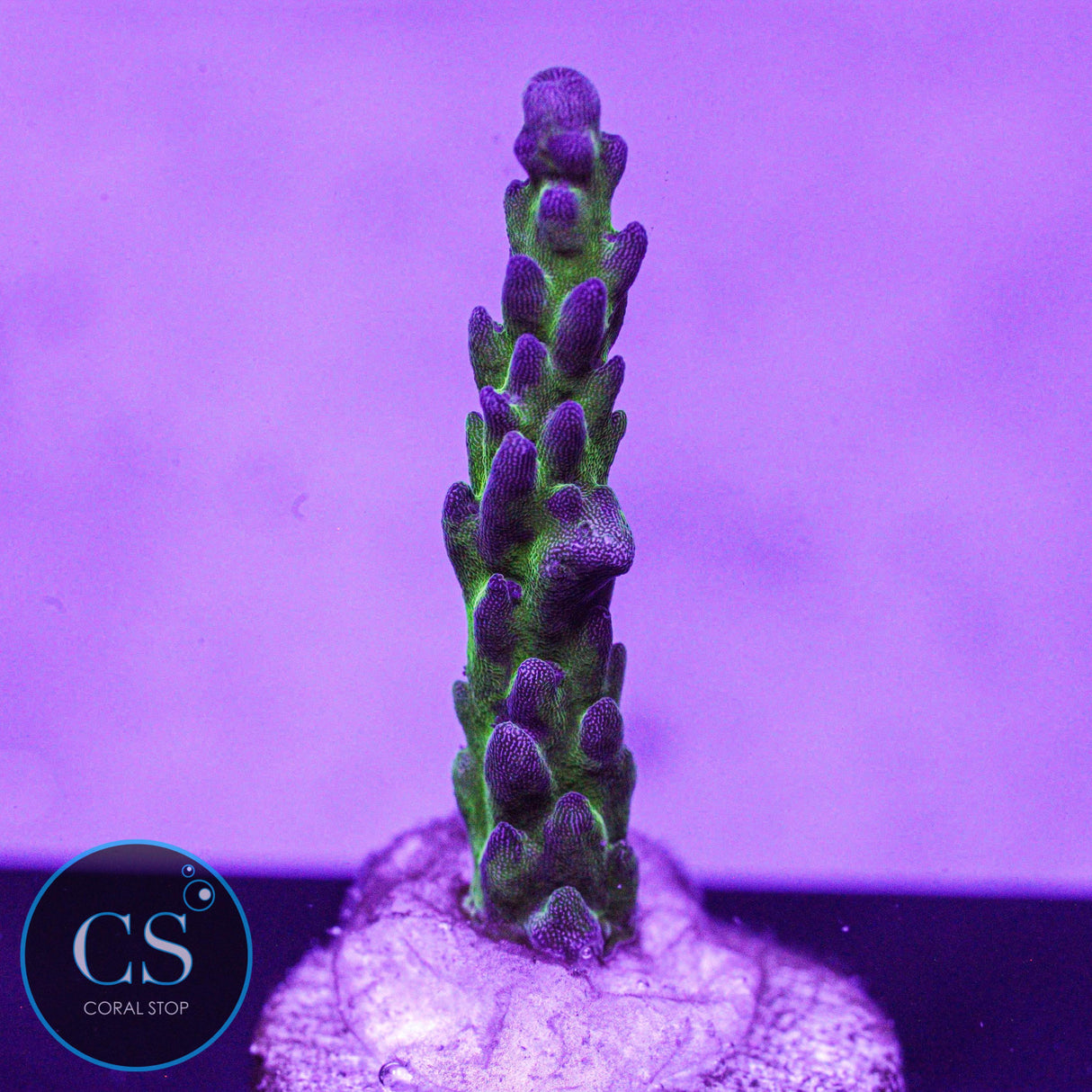 WWC Twig & Vine Acro