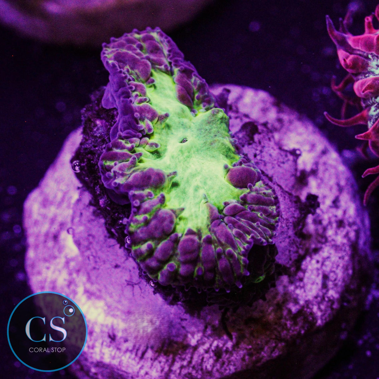 CS City Pulse Blastomussa