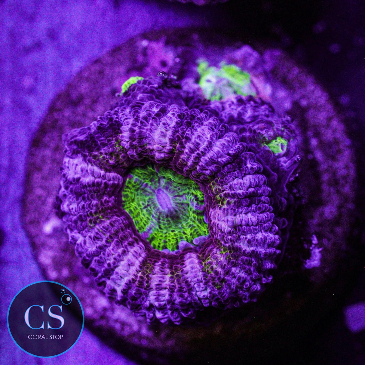 Purple Heart Acan