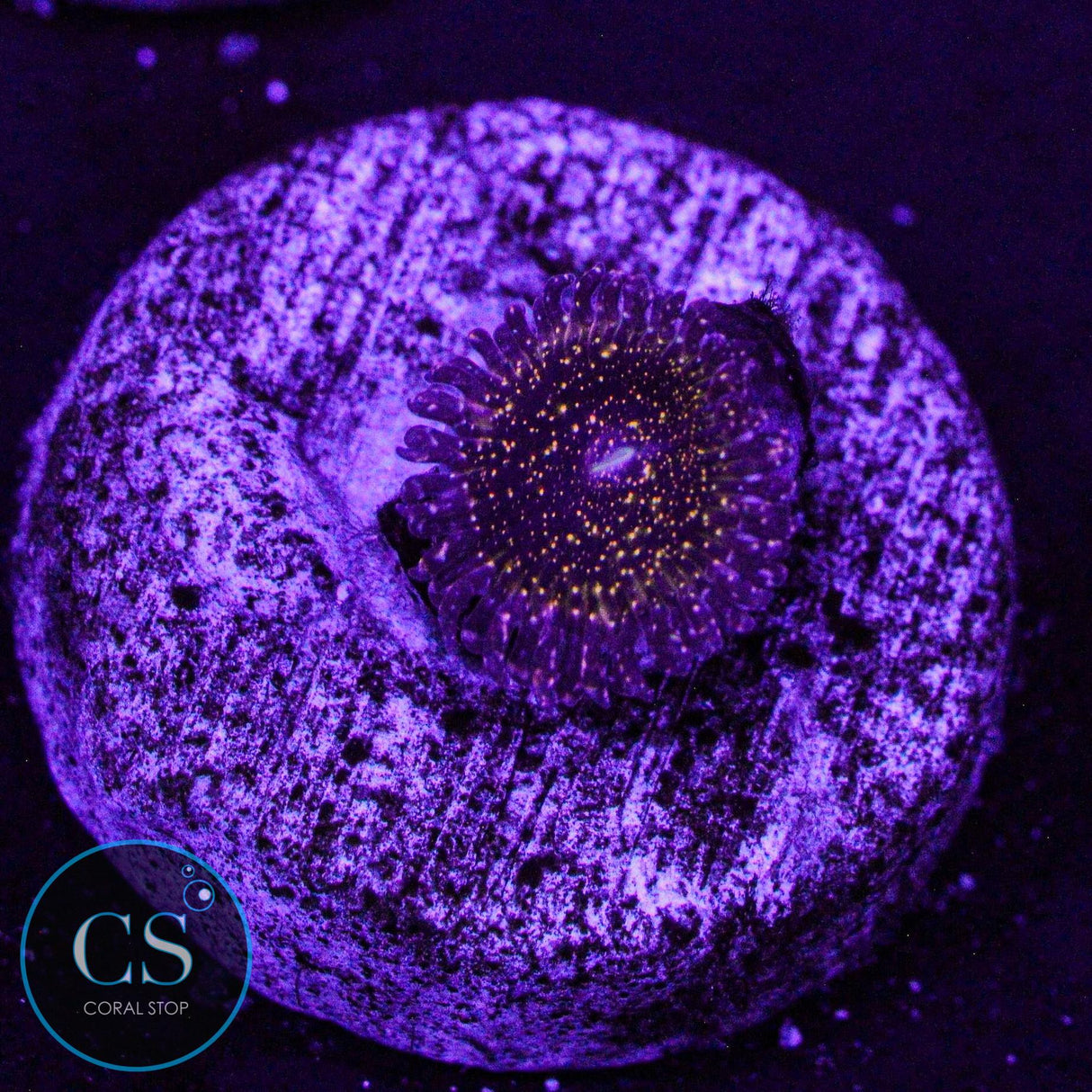 JF Frankie's Acid Trip Zoa