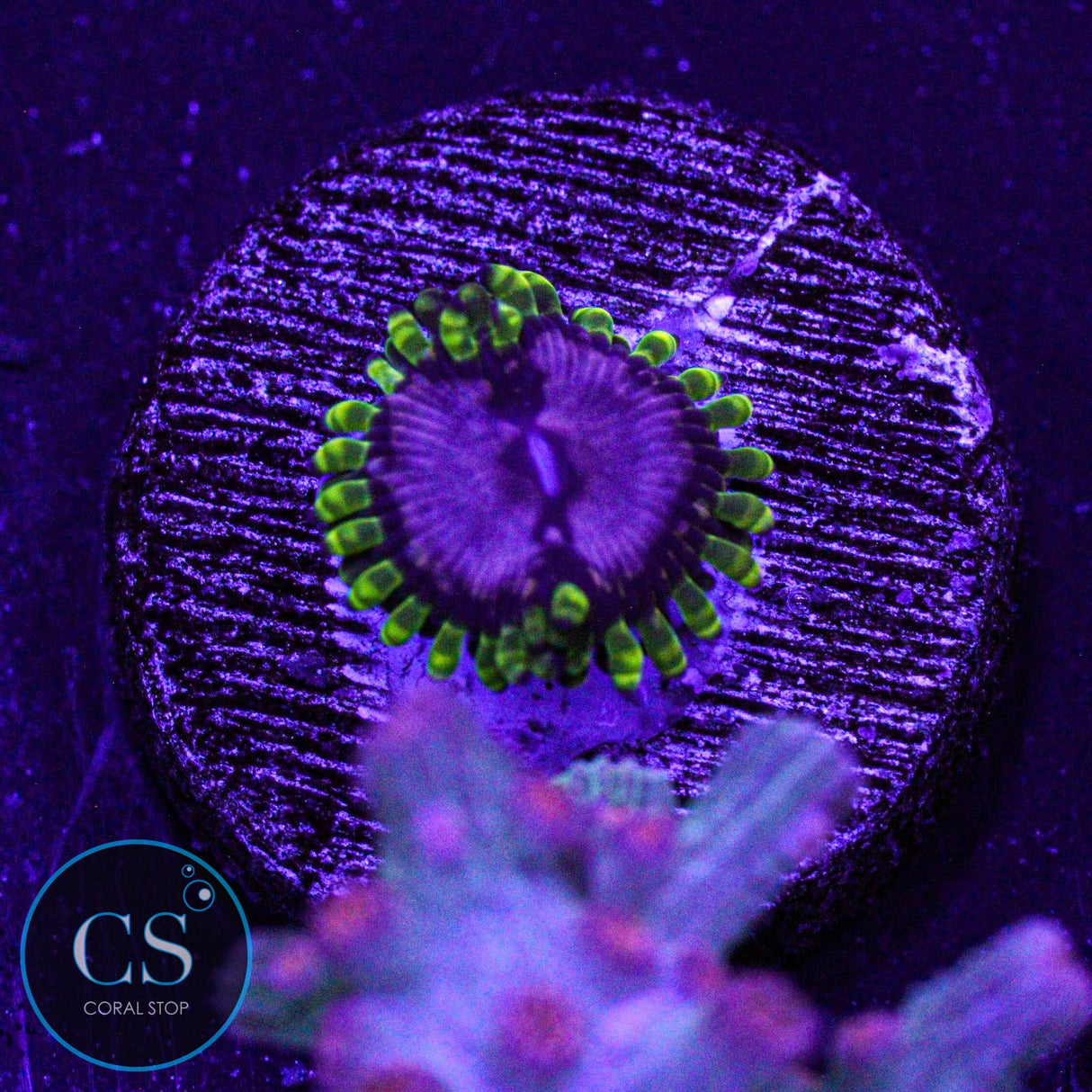 WWC Purple Monster Zoa