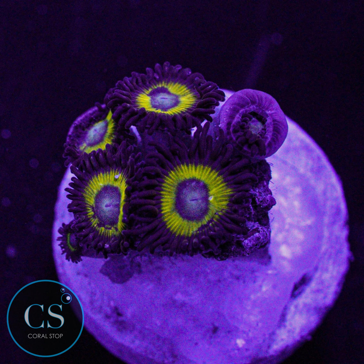 Belladonna Zoa