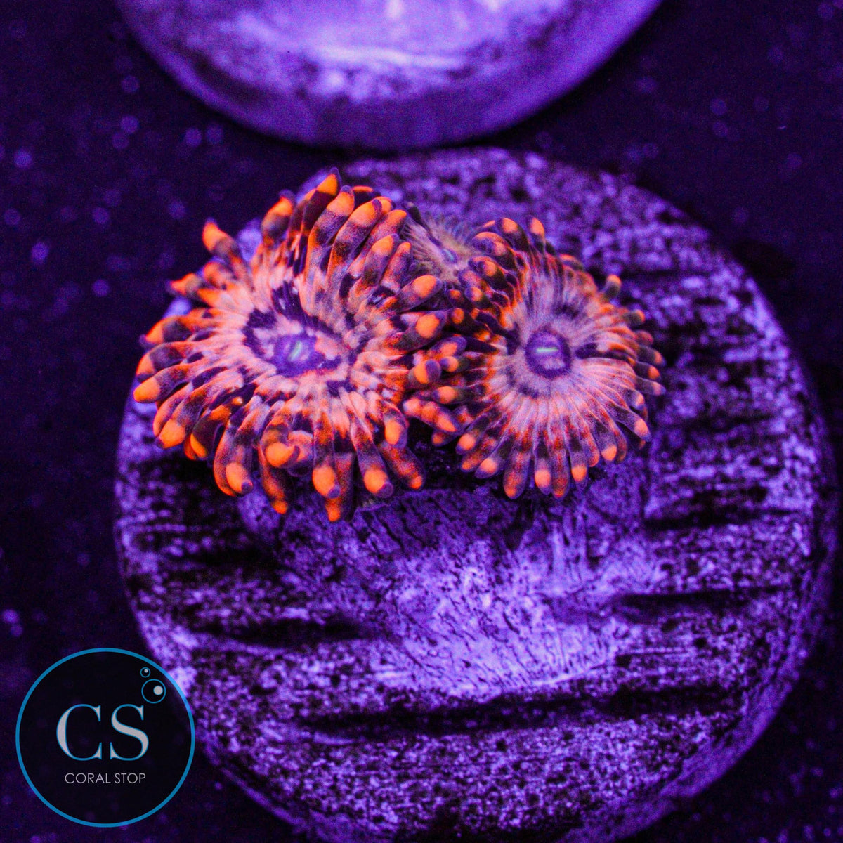 Utter Chaos Zoa