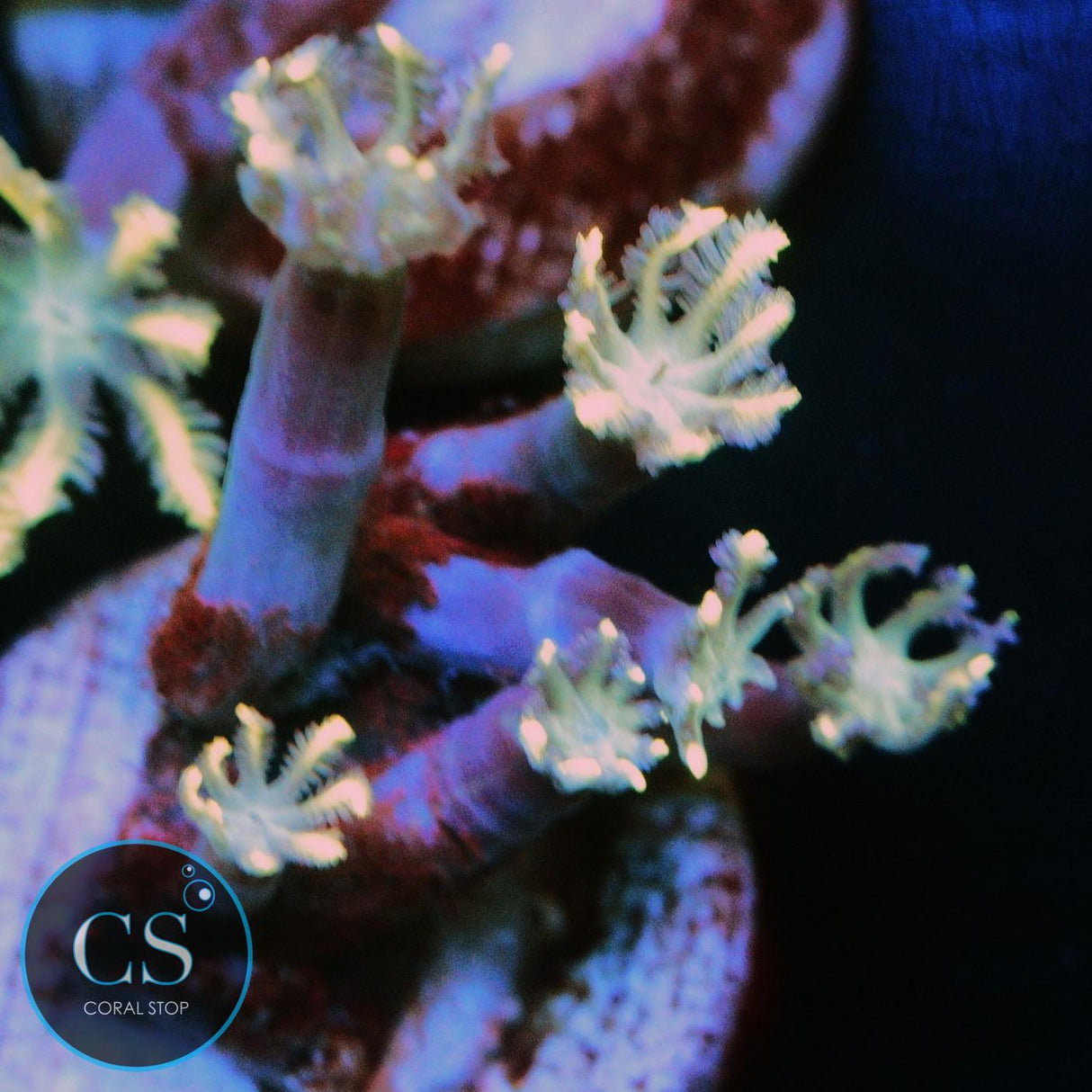 YELLOW CLOVE POLYPS