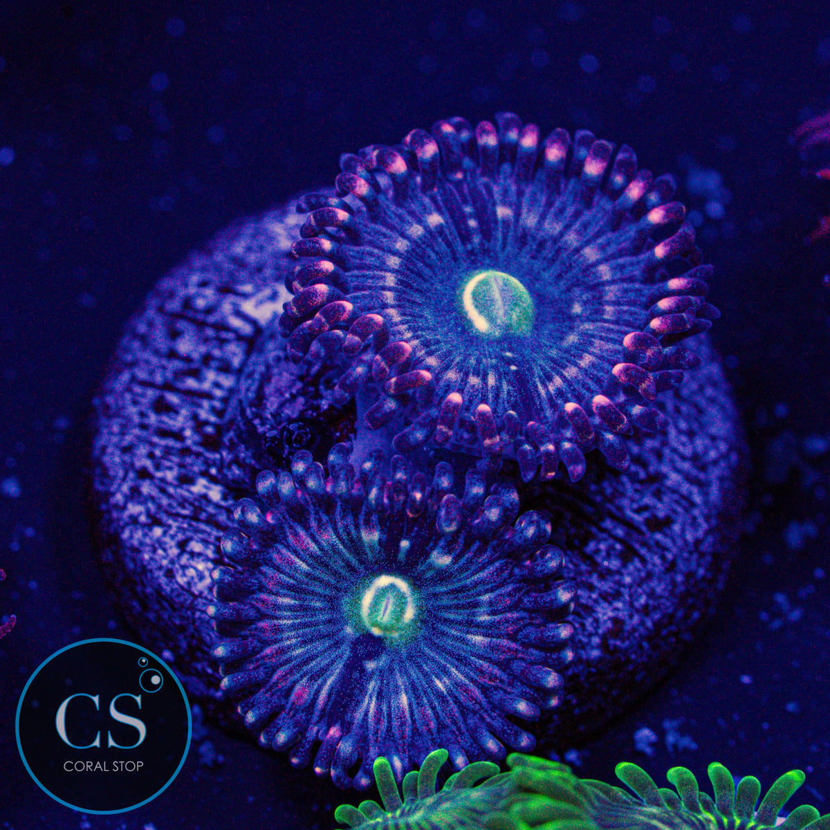 ADG Miku Freak Zoa