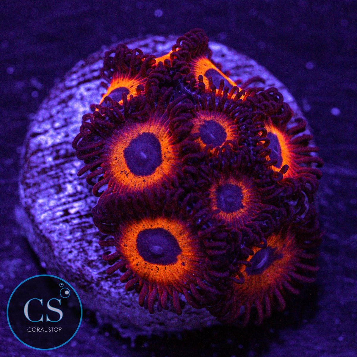 Kedd'S Reds Zoa