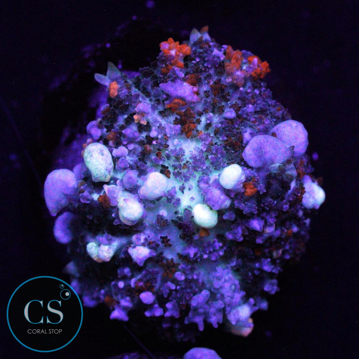 PZ GODSPAWN BOUNCE MUSHROOM