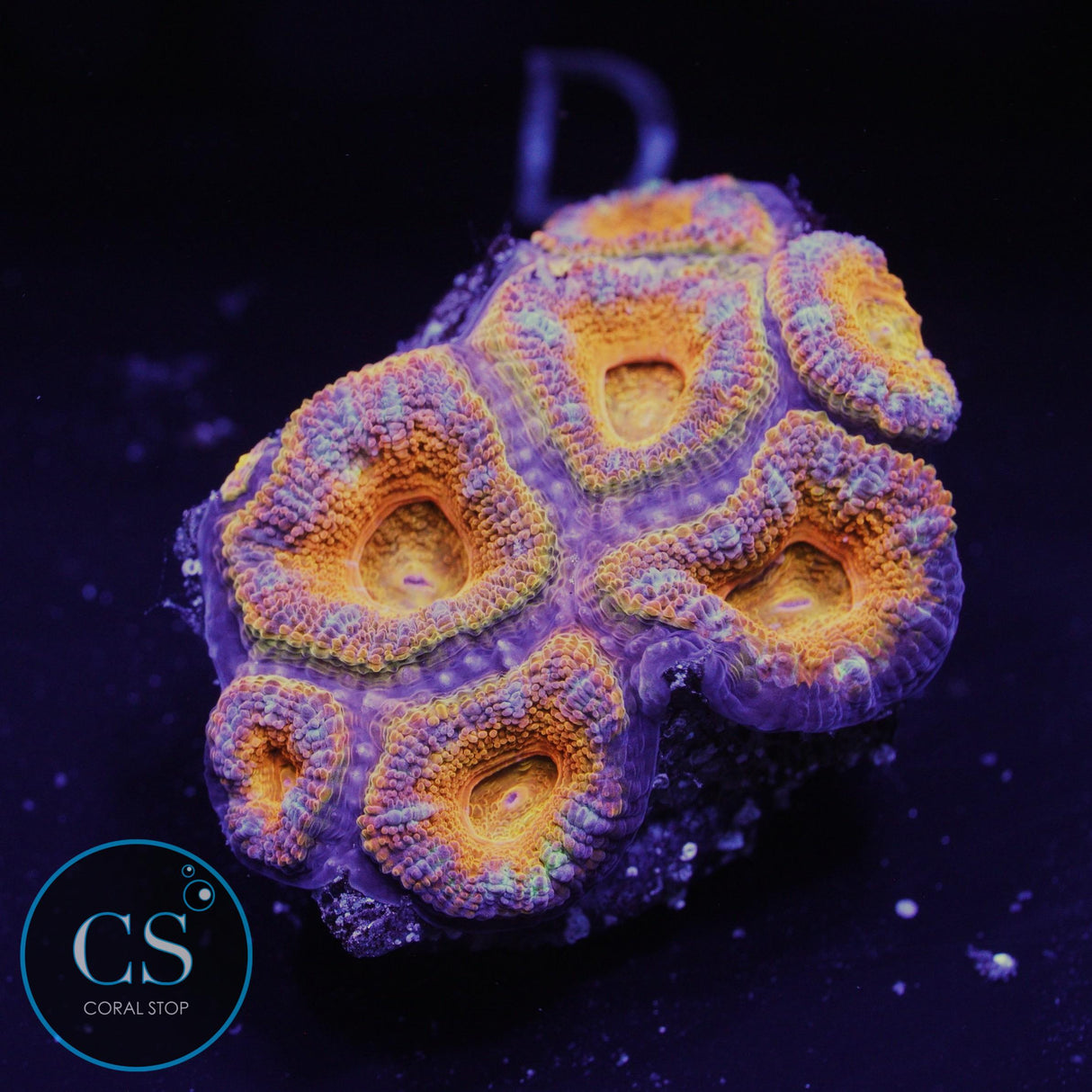 AUSSIE ACAN
