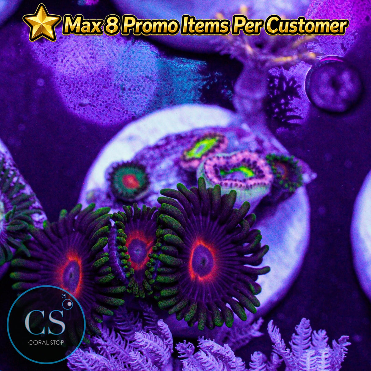 Combo Zoa
