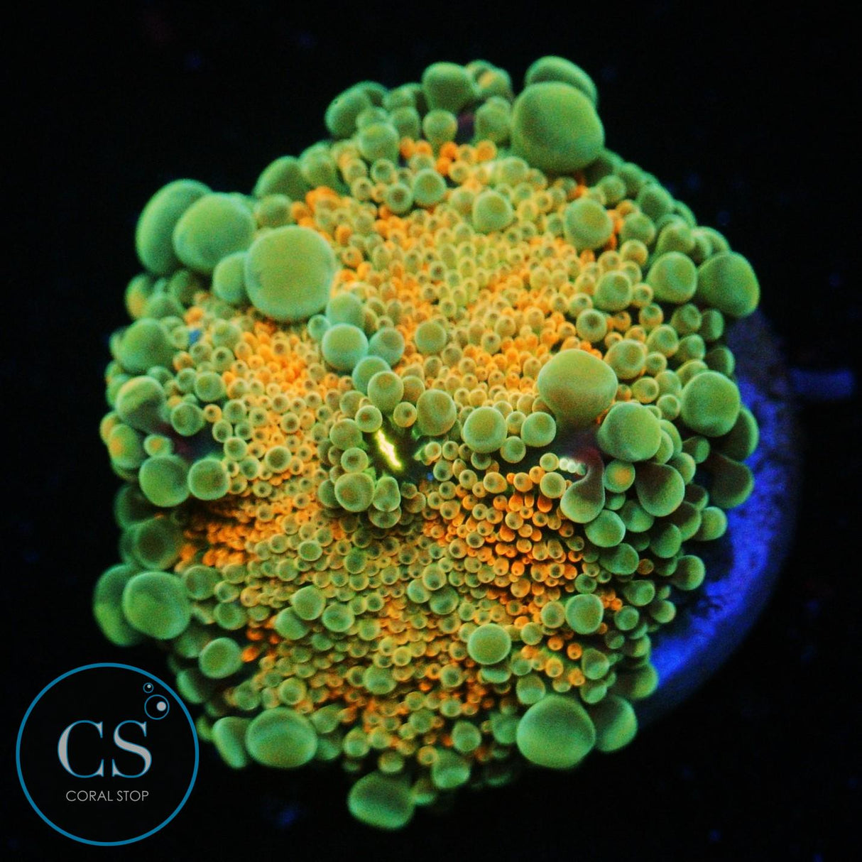 RAINBOW MALAYSIAN YUMA MUSHROOM