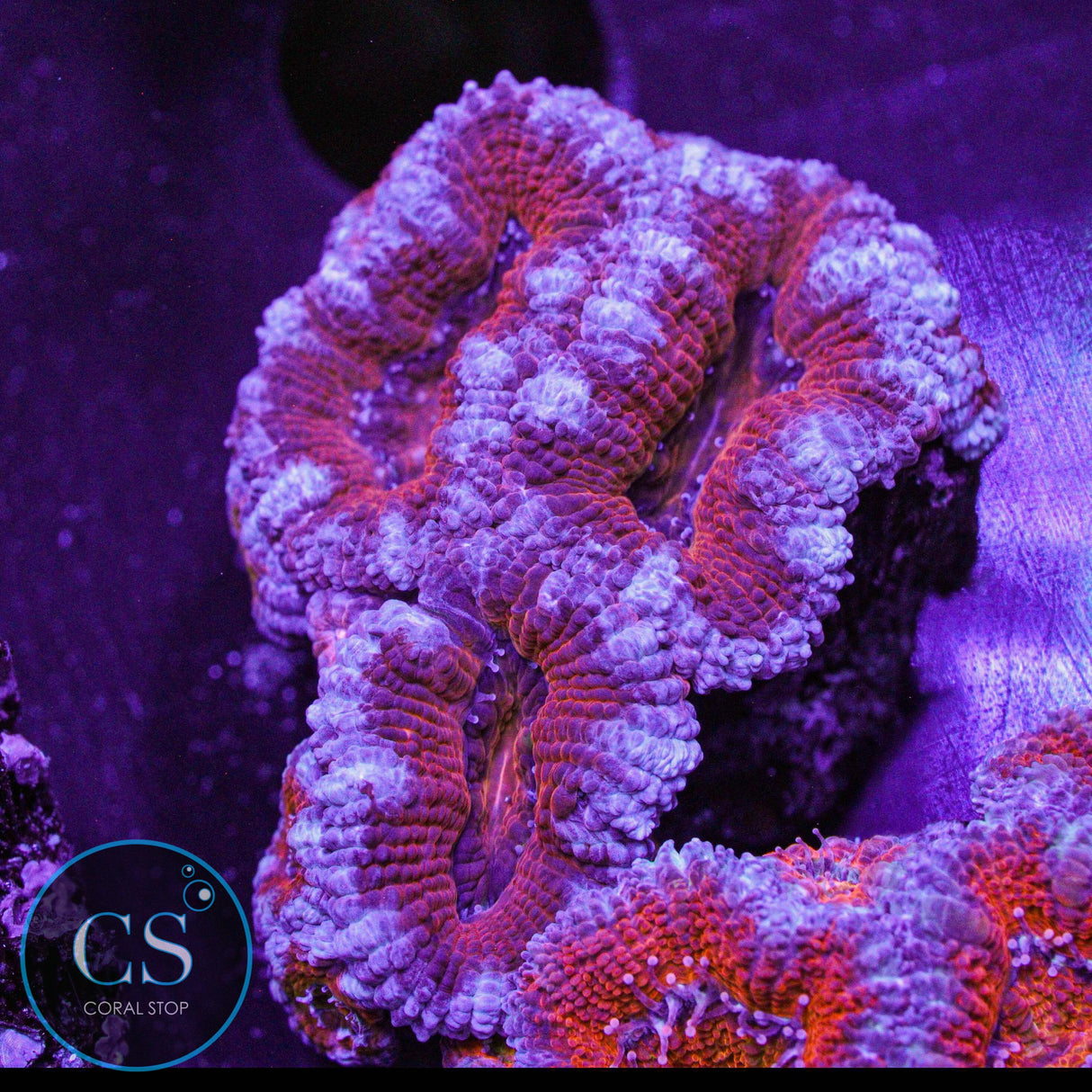 Fire & Ice Acan